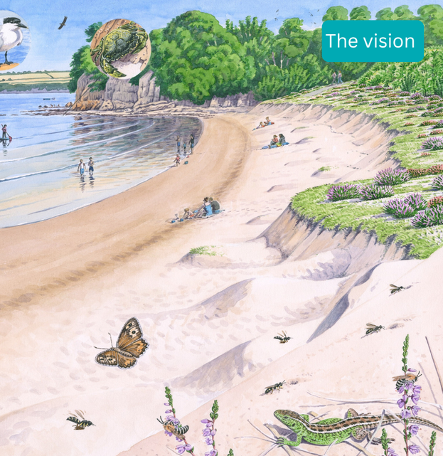 Artist's impression of how Middle Beach would look after removal of the failing sea defences. A sandy cove with dunes, wildlife such as butterflies, insects, birds and a lizard. People sitting on the beach or in the sea. and birds.